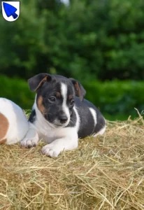 Mehr über den Artikel erfahren Jack Russell Züchter und Welpen in Erding