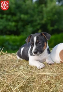 Mehr über den Artikel erfahren Jack Russell Züchter und Welpen in Erfurt