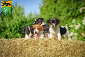 Mehr über den Artikel erfahren Jack Russell Züchter und Welpen im Erzgebirge