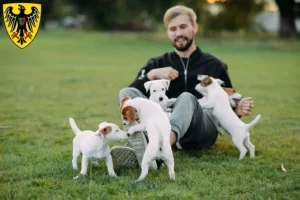 Mehr über den Artikel erfahren Jack Russell Züchter und Welpen in Esslingen am Neckar