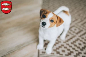 Mehr über den Artikel erfahren Jack Russell Züchter und Welpen in Forchheim