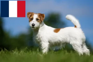 Mehr über den Artikel erfahren Jack Russell Züchter und Welpen in Frankreich