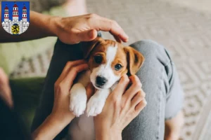 Mehr über den Artikel erfahren Jack Russell Züchter und Welpen in Freiberg