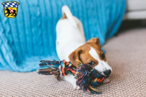 Mehr über den Artikel erfahren Jack Russell Züchter und Welpen in Freising