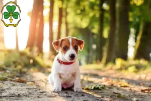 Mehr über den Artikel erfahren Jack Russell Züchter und Welpen in Fürth