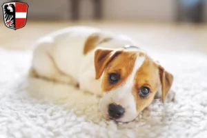 Mehr über den Artikel erfahren Jack Russell Züchter und Welpen in Garmisch-Partenkirchen