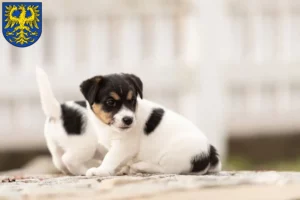 Mehr über den Artikel erfahren Jack Russell Züchter und Welpen in Germersheim