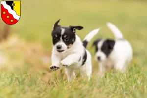 Mehr über den Artikel erfahren Jack Russell Züchter und Welpen in Glarus