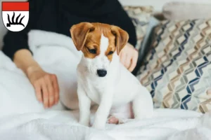 Mehr über den Artikel erfahren Jack Russell Züchter und Welpen in Göppingen