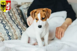 Mehr über den Artikel erfahren Jack Russell Züchter und Welpen in Görlitz