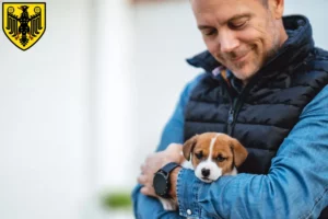 Mehr über den Artikel erfahren Jack Russell Züchter und Welpen in Goslar