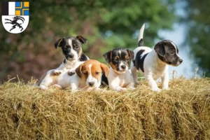 Mehr über den Artikel erfahren Jack Russell Züchter und Welpen in Graubünden