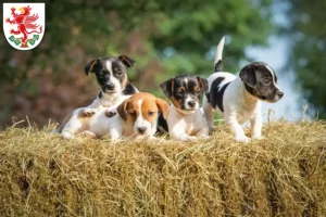 Mehr über den Artikel erfahren Jack Russell Züchter und Welpen in Greifswald