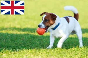 Mehr über den Artikel erfahren Jack Russell Züchter und Welpen in Großbritannien