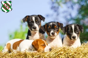 Mehr über den Artikel erfahren Jack Russell Züchter und Welpen in Gütersloh