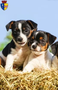 Mehr über den Artikel erfahren Jack Russell Züchter und Welpen in Gummersbach