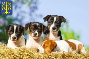 Mehr über den Artikel erfahren Jack Russell Züchter und Welpen in Hagen