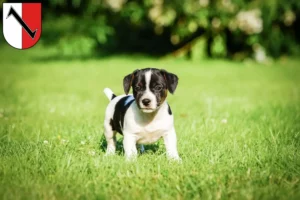 Mehr über den Artikel erfahren Jack Russell Züchter und Welpen in Halberstadt