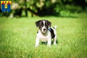 Mehr über den Artikel erfahren Jack Russell Züchter und Welpen in Haldensleben