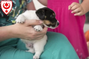 Mehr über den Artikel erfahren Jack Russell Züchter und Welpen in Halle (Saale)