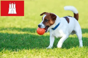 Mehr über den Artikel erfahren Jack Russell Züchter und Welpen in Hamburg