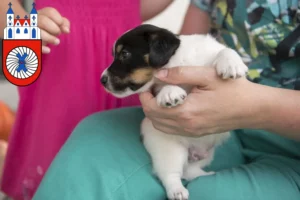 Mehr über den Artikel erfahren Jack Russell Züchter und Welpen in Hameln