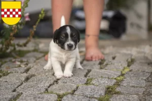 Mehr über den Artikel erfahren Jack Russell Züchter und Welpen in Hamm