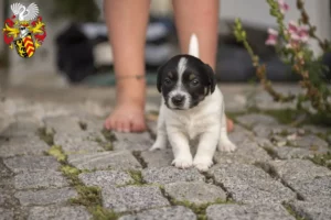 Mehr über den Artikel erfahren Jack Russell Züchter und Welpen in Hanau