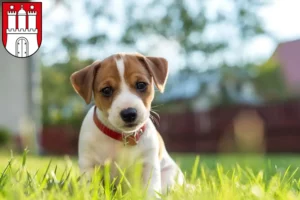 Mehr über den Artikel erfahren Jack Russell Züchter und Welpen in Harburg