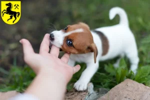 Mehr über den Artikel erfahren Jack Russell Züchter und Welpen in Herne