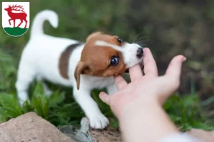 Mehr über den Artikel erfahren Jack Russell Züchter und Welpen in Herzberg (Elster)