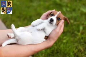 Mehr über den Artikel erfahren Jack Russell Züchter und Welpen in Hildburghausen