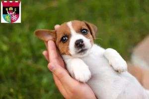 Mehr über den Artikel erfahren Jack Russell Züchter und Welpen in Hofheim am Taunus