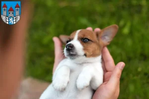 Mehr über den Artikel erfahren Jack Russell Züchter und Welpen in Holzminden