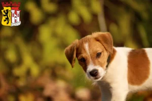 Mehr über den Artikel erfahren Jack Russell Züchter und Welpen in Jülich