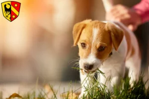 Mehr über den Artikel erfahren Jack Russell Züchter und Welpen in Kaufbeuren