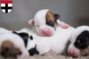 Mehr über den Artikel erfahren Jack Russell Züchter und Welpen in Konstanz