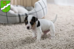 Mehr über den Artikel erfahren Jack Russell Züchter und Welpen in Kusel