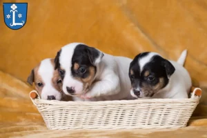 Mehr über den Artikel erfahren Jack Russell Züchter und Welpen in Leer (Ostfriesland)