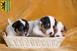 Mehr über den Artikel erfahren Jack Russell Züchter und Welpen in Leipzig