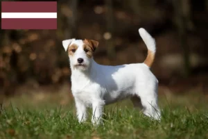 Mehr über den Artikel erfahren Jack Russell Züchter und Welpen in Lettland