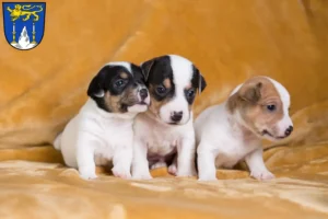 Mehr über den Artikel erfahren Jack Russell Züchter und Welpen in Lichtenfels (Oberfranken)