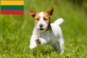 Mehr über den Artikel erfahren Jack Russell Züchter und Welpen in Litauen