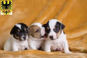 Mehr über den Artikel erfahren Jack Russell Züchter und Welpen in Lübben (Spreewald)