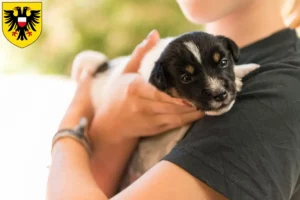 Mehr über den Artikel erfahren Jack Russell Züchter und Welpen in Lübeck