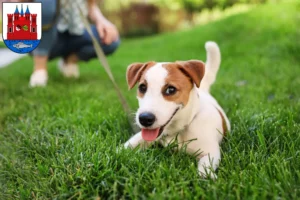 Mehr über den Artikel erfahren Jack Russell Züchter und Welpen in Lutherstadt Wittenberg