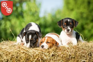 Mehr über den Artikel erfahren Jack Russell Züchter und Welpen in Mainz