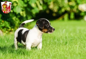 Mehr über den Artikel erfahren Jack Russell Züchter und Welpen in Marktoberdorf