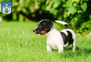 Mehr über den Artikel erfahren Jack Russell Züchter und Welpen in Meiningen