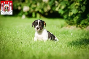 Mehr über den Artikel erfahren Jack Russell Züchter und Welpen in Merseburg